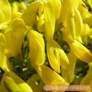 flor para pan de abeja HD